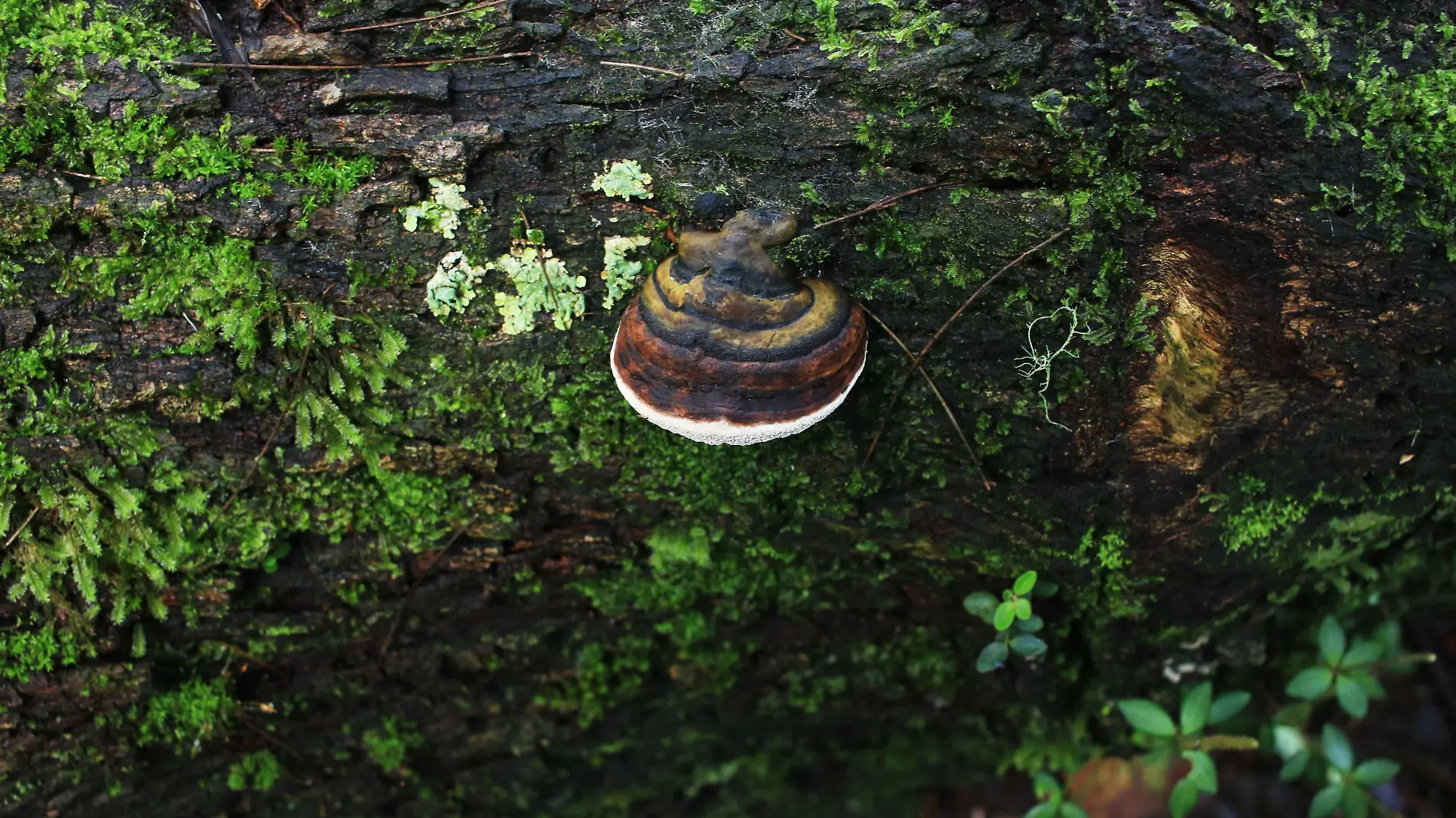 ¿Los hongos pueden pasar de un árbol a otro por la poda? Científico lo aclara